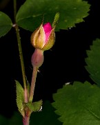 Rosa gymnocarpa 18-9295